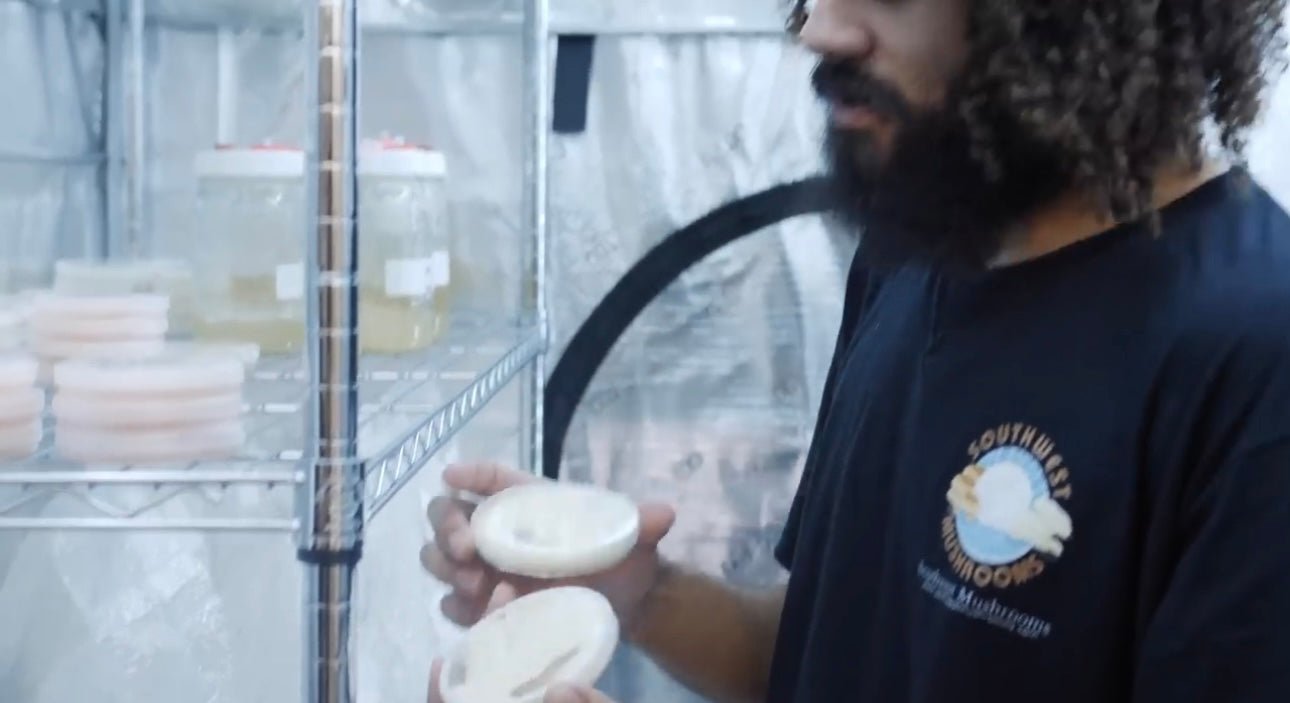 Blue/Nevada Oyster (Mycelium Agar Culture) - Michael Crowe’s Mycology