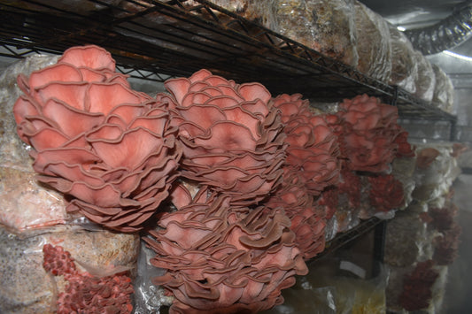 Pink Oyster Mycelium Liquid Culture