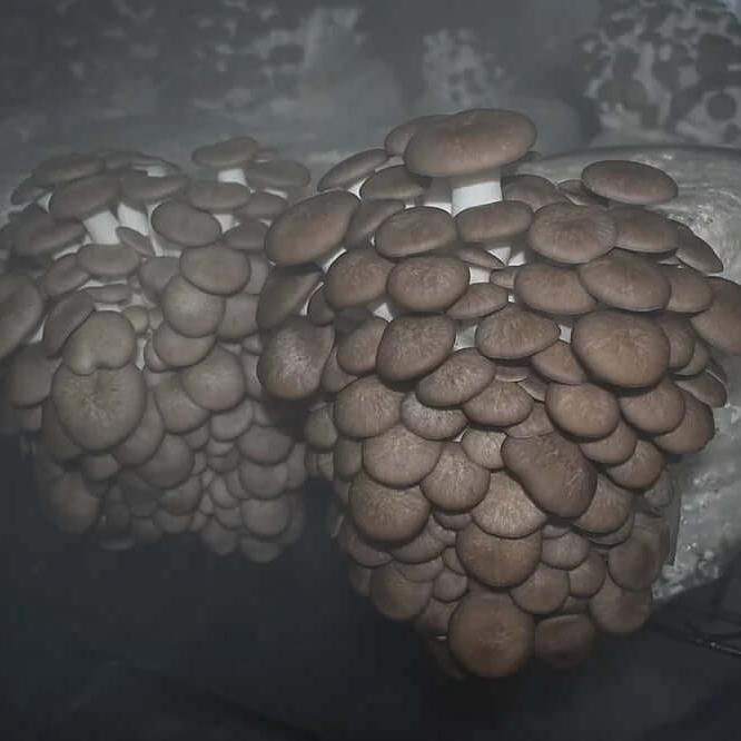 Black Pearl King Trumpet Mushroom Liquid Culture - Michael Crowe’s Mycology