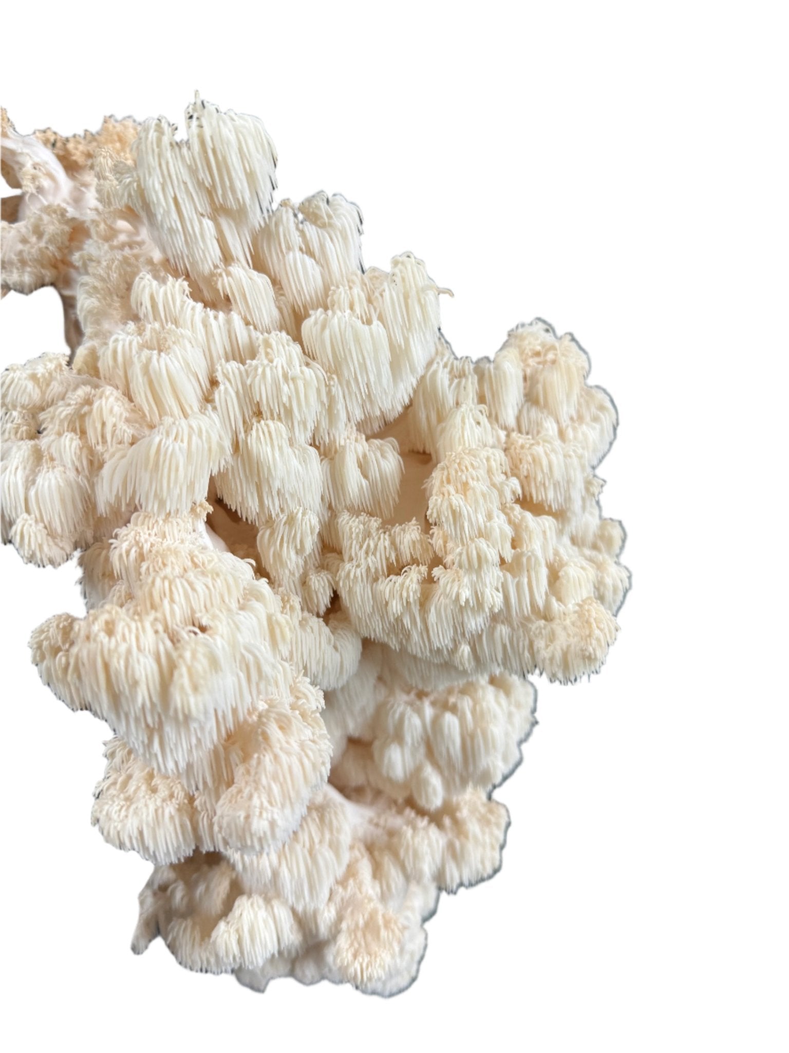 Comb Tooth/Hericium Corraloides (Mycelium Agar Culture) - Michael Crowe’s Mycology