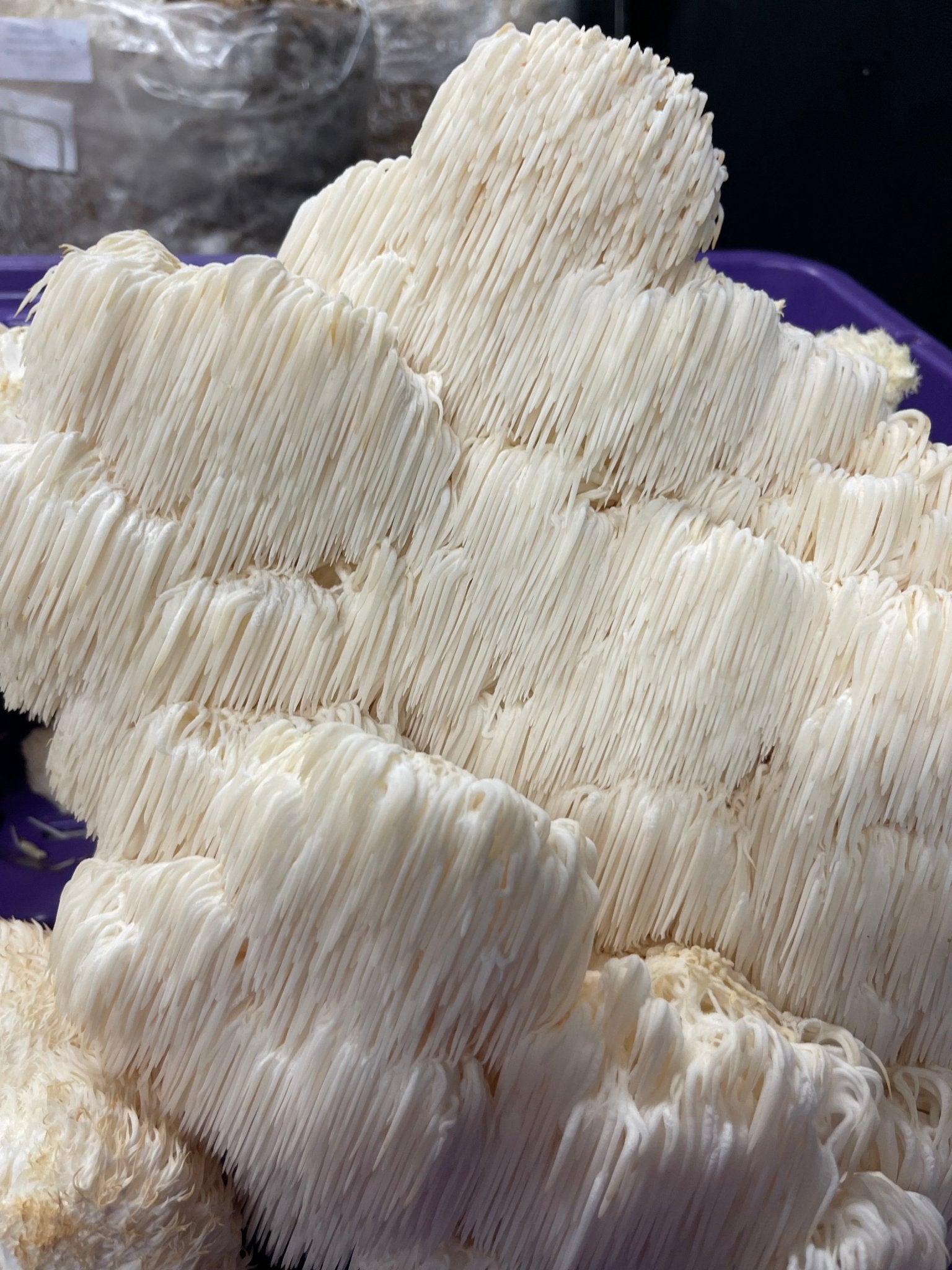 Lion’s Mane (HE0) Mycelium Liquid Culture - Michael Crowe’s Mycology