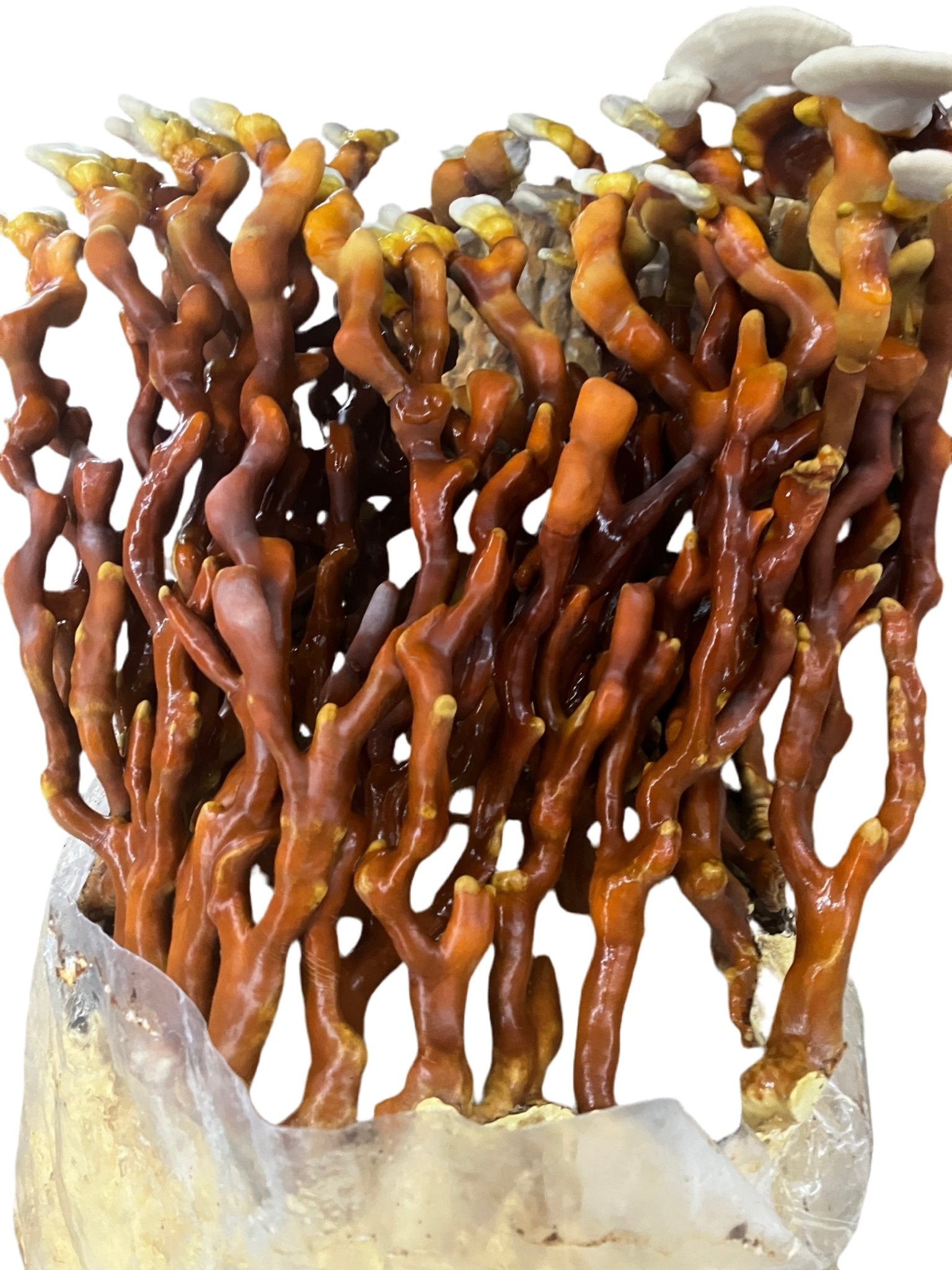 Reishi (Ganoderma Multipileum) Mycelium Liquid Culture - Michael Crowe’s Mycology