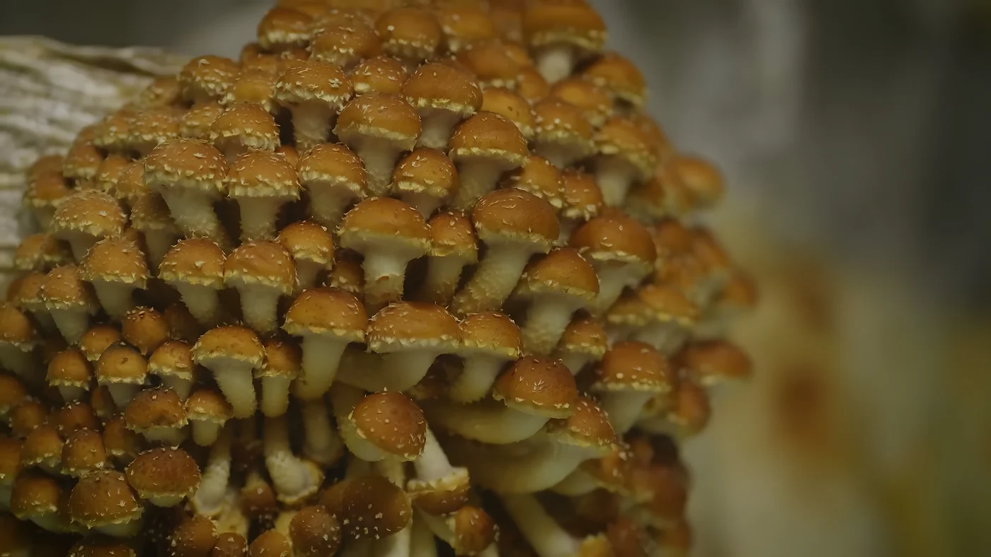 Chestnut grown on the Southwest Mushrooms production floor