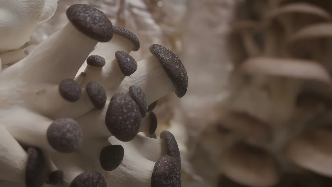 King Oyster grown on the Southwest Mushrooms production floor