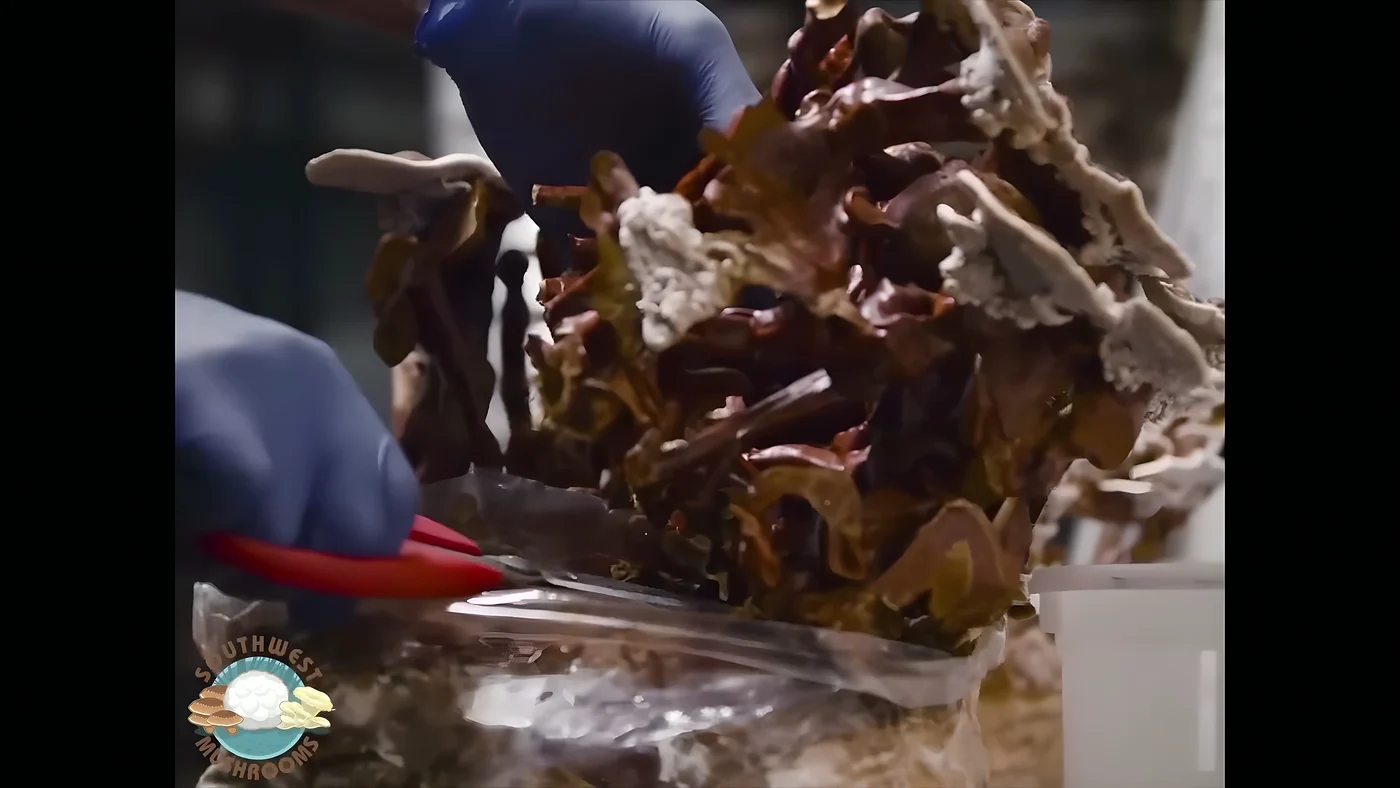 Reishi grown on the Southwest Mushrooms production floor