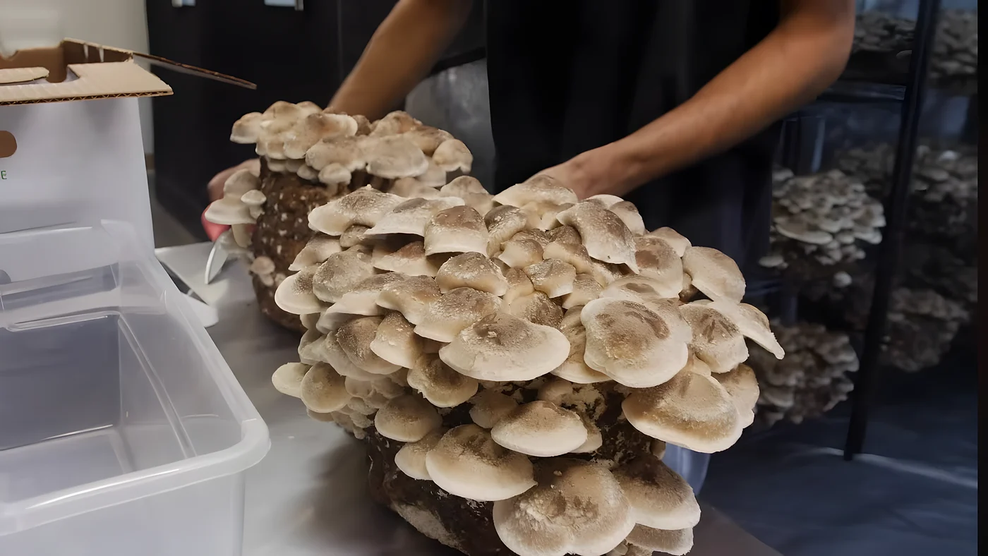 Shiitake grown on the Southwest Mushrooms production floor
